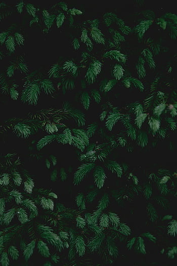 coniferous tree, dense foliage, green coniferous, fresh backdrop, natural backdrop, evergreen tree, pine tree, spruce tree, fir tree, forest background, nature background