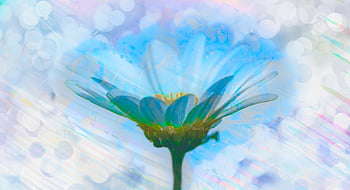 fiore, pianta, pace interiore, intimo, calma, bella carta da parati, carta da parati hd, benedizione, carta da parati floreale, solo fiore, Sfondo 1920x1080