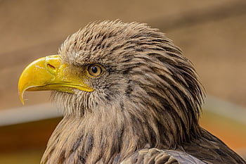Aigle, oiseau, tête, la nature, le bec, plumes, tête d'aigle, oiseau de proie, rapace, prédateur, portrait