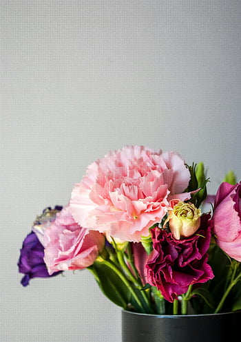 fiori in vaso nero, garofani rosa, garofani viola, Bouquet vibrante, vaso nero, sfondo neutro, composizione floreale, fiori rosa, fiori viola, mazzo, garofani