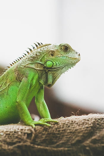 イグアナ、 トカゲ、 爬虫類、 カメレオン、 動物、 野生動物、 グリーンイグアナ、 自然、 緑