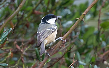 szén-cinege, coaltit, táplálás, kis madár, fekete, takarmány, madár, kert, aranyos, takarmányozás, madártoll