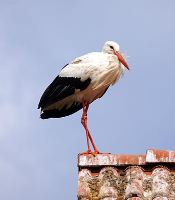 こうのとり、 鳥、 ガラガラコウノトリ、 ルーフ、 羽毛、 アベニュー、 鳥類、 鳥類学、 バードウォッチング、 動物、 肖像画