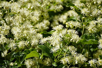 old Mans Beard, clematis Vitalba, virgin's Bower, clematis, flowers, wildflowers, forest, garden, nature