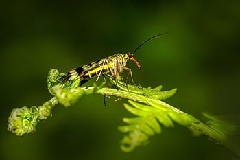 scorpion Fly, panorpa Communis, insect, winged Insect, wings, nature, hymenoptera, entomology, wildlife, leaf, macro