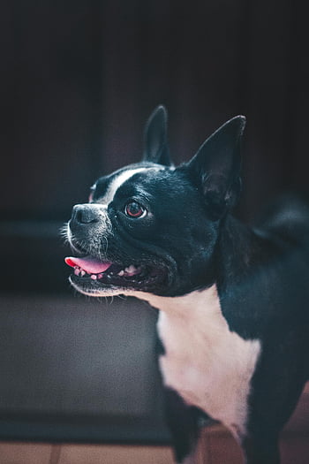 Boston Terrier, lingua fuori, cane giocoso, Adorabile animale domestico, impostazione domestica, cane divertente, animale carino, Foto interno, cane bianco e nero, espressione giocosa, cane in piedi