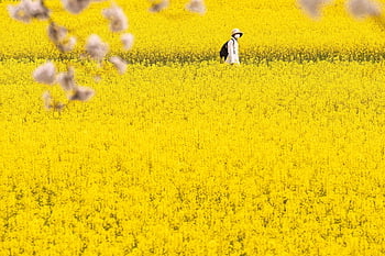 krajina, řepkové pole, květy řepky, sakura, žlutá, jaro, kvetoucí, Japonsko, Příroda