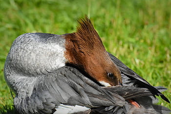 merganser, mergus Merganser, duck Bird, duck, male, drake, water Bird, animal, water, bird, nature