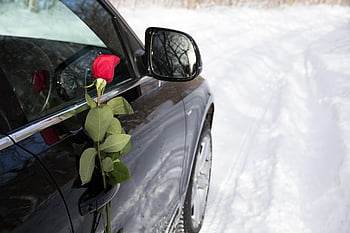 květ, auto, růže, botanika, Valentýn, výročí, myšlenky, kopírovat, dveře, Příroda, pocity
