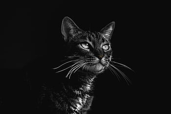 svart tabby katt, Selektiv fokusfotografering, elegant portrett, svart og hvit, Slående detaljer, uttrykksfulle øyne, kattfotografering, tabby katt, svart bakgrunn, dyreportrett, monokrom fotografering