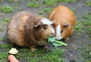 marsvin, färskt green, utomhus, söta djur, mat, måltid, grönt löv, brun hamster, Husdjursvård, små husdjur, natur
