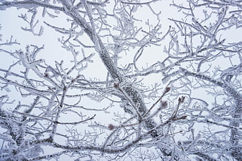 木の枝に雪が降る、 冷凍木の枝、 冬の日、 クローズアップスノー、 雪に覆われた枝、 冷ややかな枝、 冬の風景、 冬景色、 雪の中の木の枝、 凍えるような冬の日