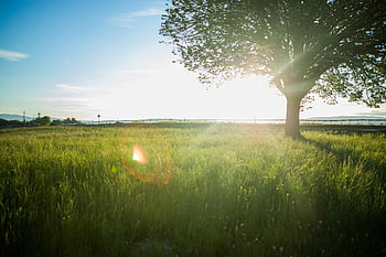 groen grasveld, alleenstaande boom, met gras begroeide weide, zonsondergang, rustige scène, buiten landschap, natuurlijke omgeving, vreedzame omgeving, landelijke setting, zonsondergang gloed, Meadow View
