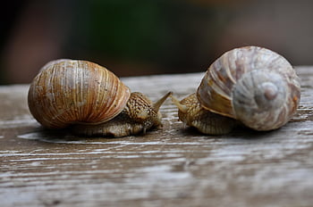 snail, snails, shellfish, mollusk, snail Species, sleeve, animals, wildlife, probe, mucus, to Crawl