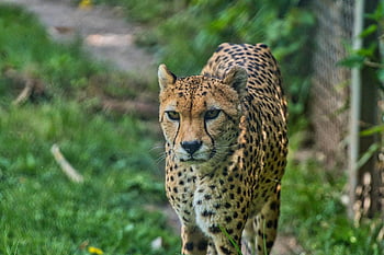 cheetah, zoo, predator, big Cat, wild Animal, nature, wildcat, wildlife, dangerous, fur, africa