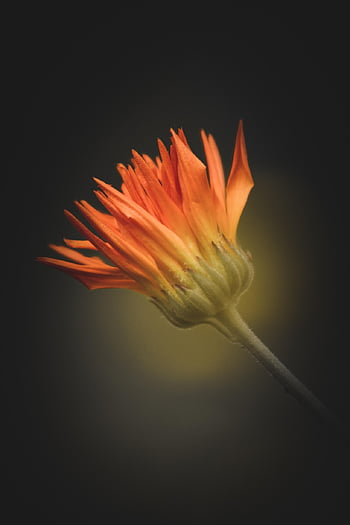 flower, beautiful Flowers, orange Flower, bloom, flower Wallpaper, blossom, flora, petals, orange Petals, plant, flower Background