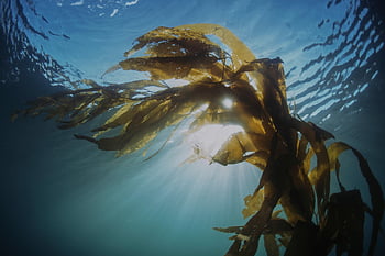 kelp, Mořská řasa, vodní rostliny, řasy, světlo, světelných paprsků, pod vodou, rostlina, voda, moře, oceán