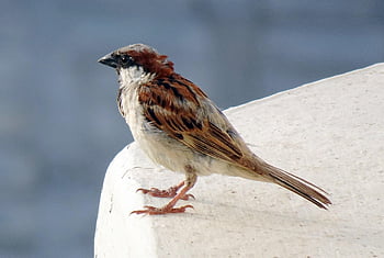 passero, uccello, arroccato, animale, piume, becco, passer domesticus, Passeridae, ornitologia, aviaria, fauna