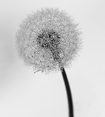 dente di leone, spora, natura, bellissimi fiori, pianta, sfondo di fiori, fiore selvaggio, carta da parati floreale, seme, fiore, Fiore di campo