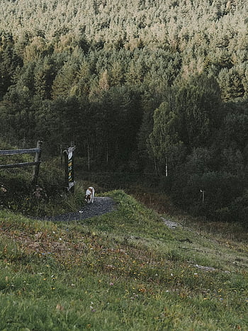 Pes, travnaté hřiště, zelené stromy, scénická cesta, svěží les, Rustikální dřevěný plot, chodící pes, venkovní scénu, Příroda, venkov, lesní cesta