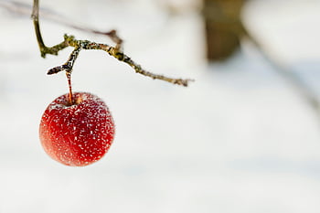 red apple, frost, snowy branch, winter fruit, close-up, apple on branch, snowy apple, winter scene, frosty apple, winter landscape, snowy tree branch