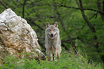 farkas, állat, rét, szürke farkas, canis lupus, vadvilág, ragadozó, ragadozók, emlős, kő, vadon