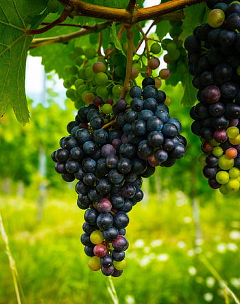 hrozny, ovoce, vinice, vinná réva, révy, vinařství, jídlo, zdravý, vitamíny, výživa, organický