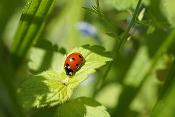 ladybug, ladybird Beetle, insect, nature, close Up, ladybird, beetle, red Beetle