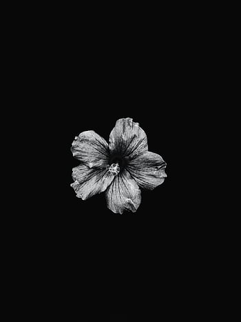 foto in bianco e nero, fiore di ibisco, sfondo scuro, petali delicati, fotografia monocromatica, immagine floreale, fiore bianco e nero, alto contrasto, Fotografia minimalista, fotografia naturalistica, sfondo nero