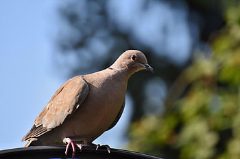 krůtí holub, Collared Pigeon, pták, zvíře, holubice, Příroda, fauna, sedící