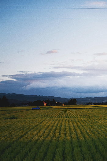 grass, field, meadow, nature, sunset, sunrise, autumn, summer, travel, scenery, photography