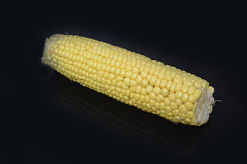 maíz, mazorca, maíz en la mazorca, agricultura, cosecha, Produce, orgánico, vegetal, comida