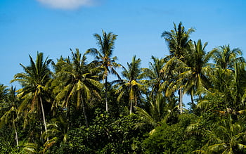 groene palmbomen, blauwe lucht, Bali, Indonesië, tropische vegetatie, dichte regeling, heldere lucht, weelderige vegetatie, palmbomen, tropisch, Bali, Indonesië