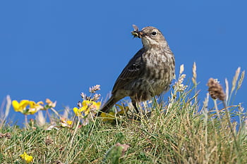 rock Pipit, pipit, bird, animal, beak, feathers, plumage, wildlife, nature, coast, insects