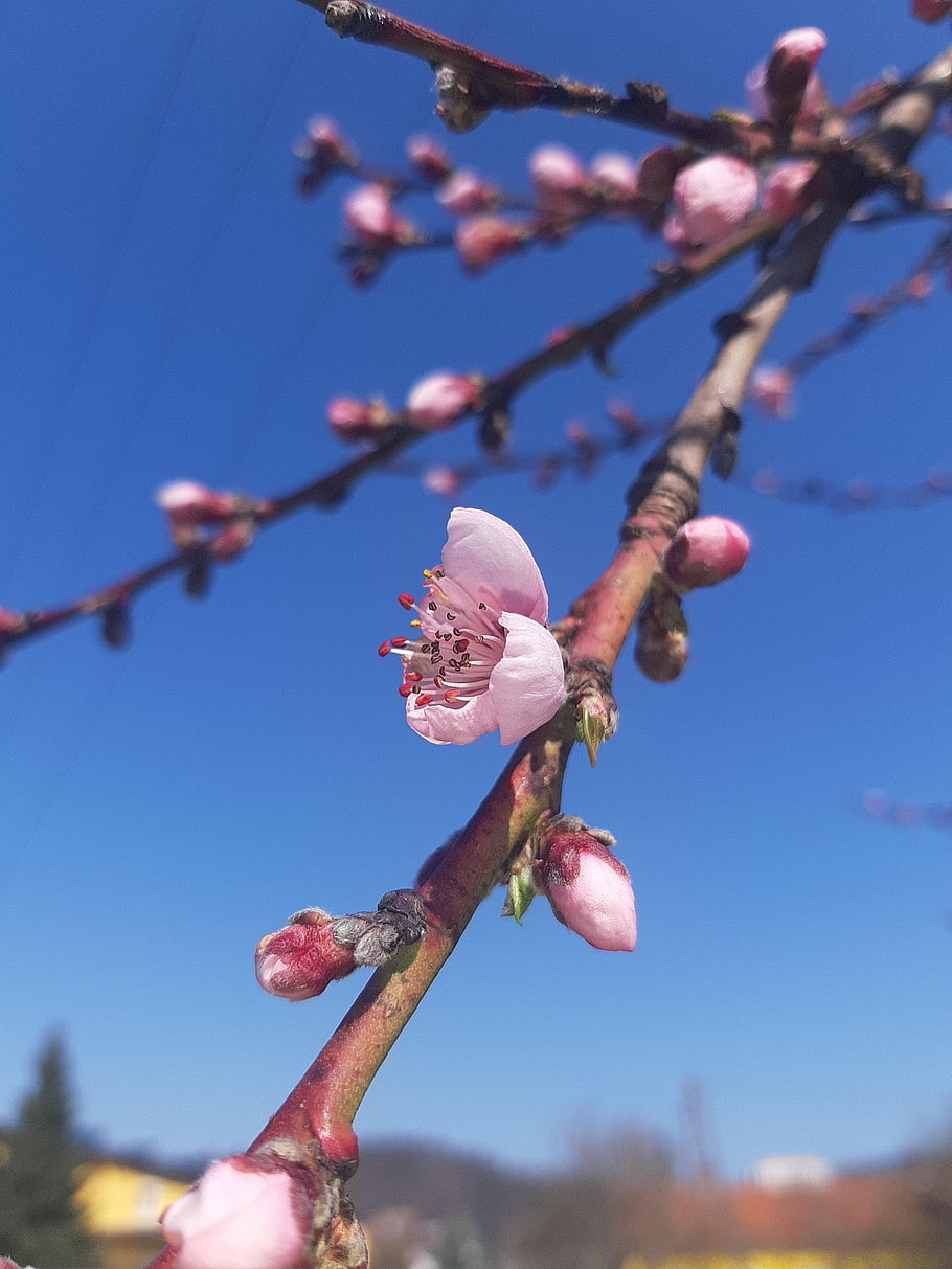 spring, flower, awakening, nature, bloom, pink, tree, beautiful Flowers, beautiful, flower Wallpaper, flower Background