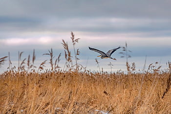 heron, ardea, grey Heron, bird, flight, wings, fly, flying Bird, fields, ave, avian