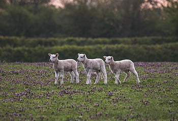 sheep, lamb, animals, livestock, farm, pasture, field, nature, rural, grass, agriculture
