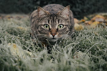 pisică, natură, tabinet, camp, animal de companie, animal, pisica domestica, felin, mamifer, drăguţ, luncă