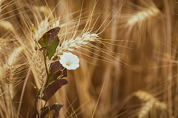 agriculture, background, bread, bright, cereal, wallpaper Hd, country, full Hd Wallpaper, countryside, crop, cultivated