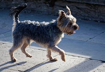 djur-, hund, däggdjur, sällskapsdjur, natur, valp, hund-, vän, ras