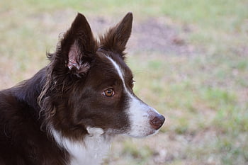 dog, border Collie, collie, pet, canine, animal, nature, mammal, cute, portrait, outdoors