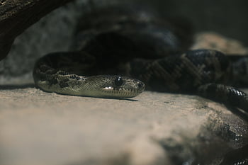 cascavel, python, de praia, víbora, venenoso, escalas, desenho animado, verde, selvagem, Cortar fora, cabeça