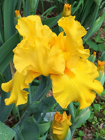 iride gialla, primavera, fiori