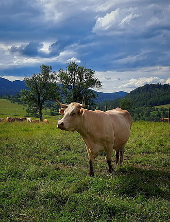 cow, cattle, nature, bull, animal, mammal, horns, horned, pasture, breeding, agriculture