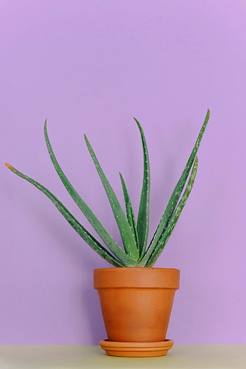 Aloe vera, terracotta pot, indoor plant, pastel purple, plant decor, green plant, indoor decor, succulent plant, aloe vera plant, terracotta planter, purple backdrop