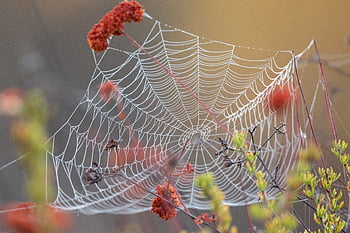 spider, web, nature, dew, cobweb, close up, natural, pattern, insect, network, silk