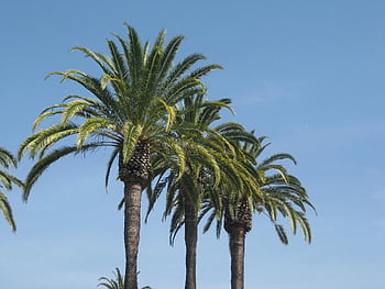 palm Trees, los Angeles, hollywood, america, palm, california