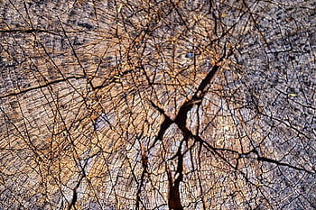 textura, tocón, estructura, árbol, Iniciar sesión, modelo, fondo