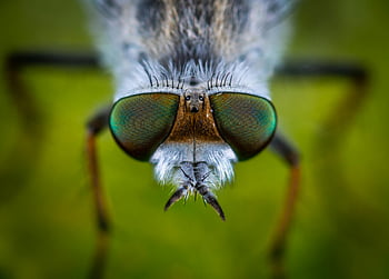 fly, macro photography, compound eyes, fine textures, shallow focus, gray fly, detailed shot, insect close-up, nature photography, macro insect, colorful eyes