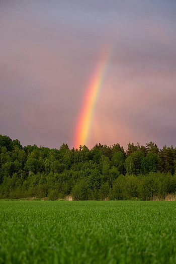 duha, louka, zelené stromy, svěží les, západ slunce, přírodní krajina, Živá duha, okraj lesa, nádherný výhled, venkovní scenérie, fotografování přírody
